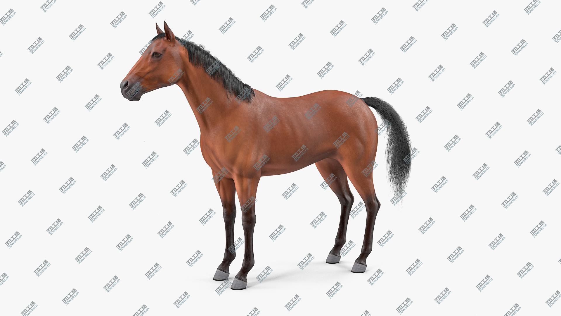 images/goods_img/20210319/Bay Horse Fur Rigged 3D model/3.jpg